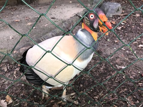 K&ouml;nigsgeier (Sarcorhamphus papa) in einem Gehege mit Maschendrahtzaun. Kreischender orangener Schnabel. King vulture bald american scavenger. Gerupftes Huhn