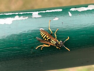 Gelb-schwarz gestreifte Wildwespe auf grünem Zaungeländer mit abgebröckelter Farbe. Insekt Wespe in Nahaufnahme. Close up of wild wasp fascinating