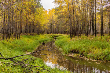 Fototapeta premium Autumn landscape.
