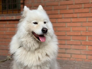 Fototapeta premium A white dog sits at the entrance to the house. The yard is guarded by a large purebred dog on a leash. The pet is white.