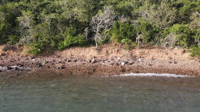 Group of monkeys walking on the coast and living on the island