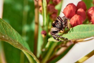 Jumping spider on a leaf 01