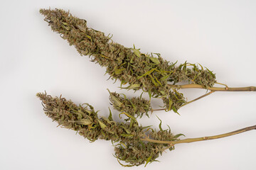 Purple Marijuana Buds On A White Table