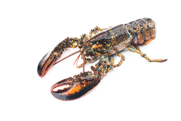 Boston lobster isolated on white background.