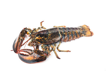 Boston lobster isolated on white background.