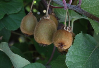 Kiwi fruit hanging on the tree in the garden.