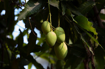 Some young mangoes on the tree