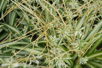 Chlorophytum comosum sometimes called spider plant or spider ivy growing in an outdoor garden bed