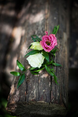 roses on tree trunk