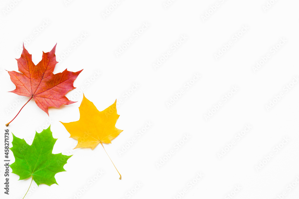 Wall mural fresh colorful autumn maple leaves isolated on white background. bright colors. empty place for insp