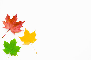 Fresh colorful autumn maple leaves isolated on white background. Bright colors. Empty place for inspirational, positive text, quote or sayings. Clipping path. Cut out. Top down view.