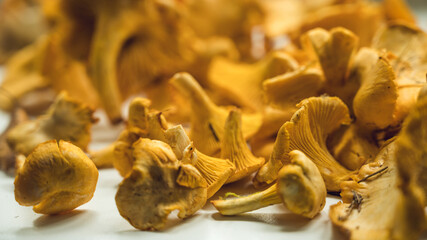 Organic Fresh chanterelle on white table. Raw mushrooms are ready for cooking. Food background.
