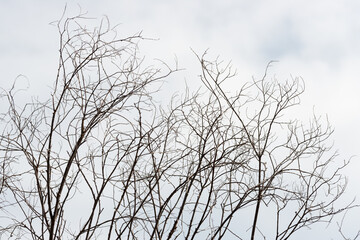 branches against sky