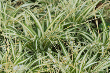 Naklejka na ściany i meble Chlorophytum comosum sometimes called spider plant or spider ivy growing in an outdoor garden bed