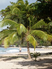 palm tree on tropical beach
