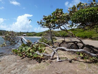 tropical beach with mangroves, caribbean