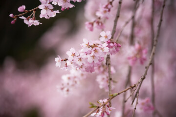 枝垂れ桜　しだれざくら　桜　日本的　日本の春