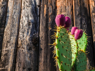 cactus in the garden