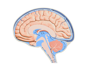 Diagram Illustrating Cerebrospinal Fluid CSF in the Brain Central Nervous System. Brain structure,2d graphic,