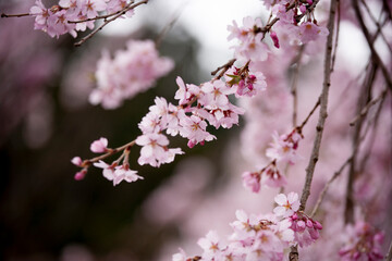 枝垂れ桜　しだれざくら　桜　日本的　日本の春