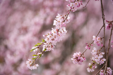 枝垂れ桜　しだれざくら　桜　日本的　日本の春