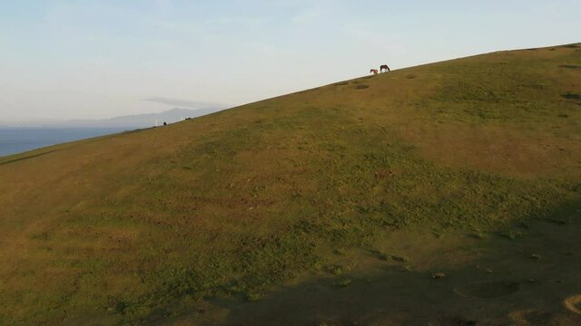 朝日が照らす岬の草原に住む野生馬