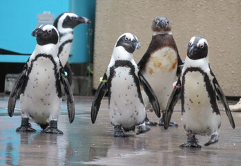 ケープペンギン　パレード