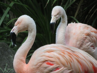 フラミンゴ　群れ