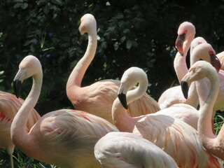 Obraz premium フラミンゴ 群れ