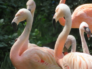 フラミンゴ　群れ