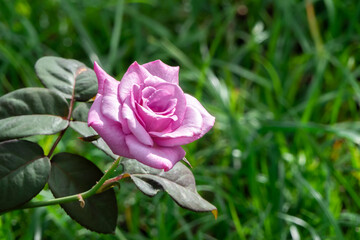 Purple roses blooming in the flower garden at dawn.