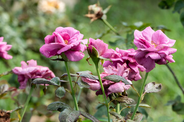 Fototapeta na wymiar purple rose blooming in a flower garden.