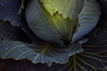 Juicy ripe cabbage grows in farm fields. A healthy rich vegetable for cooking. Cabbage head for...