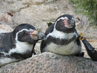 フンボルトペンギン
