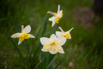 水仙　春　春の花