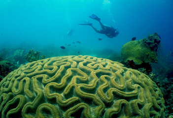 scuba diver , caribbean sea.