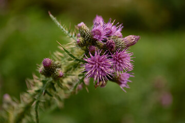 Cardoon, Artichoke Thistle. Cynara Cardunculus. Asteraceae