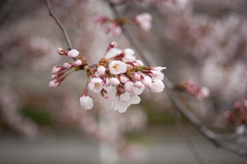 ソメイヨシノ　桜　桜の花　春　日本的