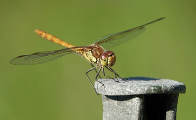 Common darter dragonfly perched on a metal post