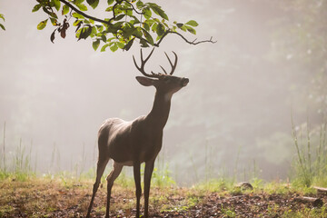 A large, male buck white tailed deer standing in the morning fog.