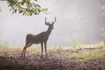 A large, male buck white tailed deer standing in the morning fog.