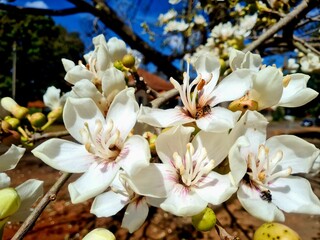 white magnolia flowers