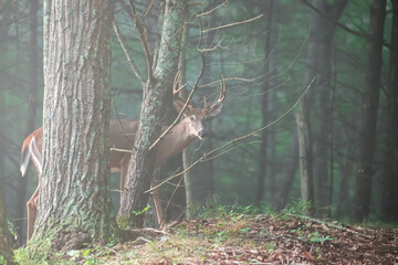 An 8 point male white tail deer standing in the trees in the Appalachian Mountains of Virginia.