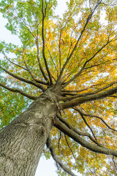 Iowa Des Moines Clive Neighborhood Autumn (Fall)  Orange Maple Trees