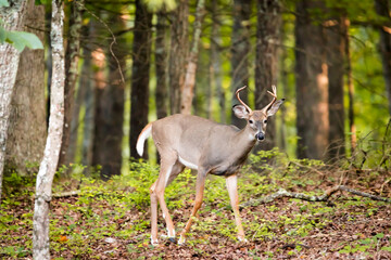 Naklejka na ściany i meble An 8 point male white tail deer standing in the trees in the Appalachian Mountains of Virginia.
