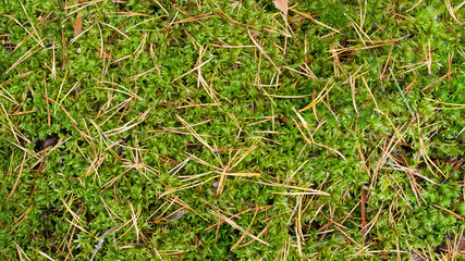 green moss grows in the forest, close-up, background