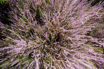 common heather in bloom close-up