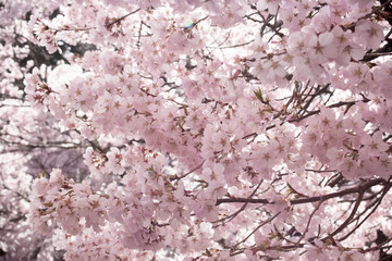 ソメイヨシノ　桜　桜の花　春　日本的