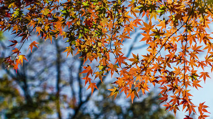 日本の紅葉