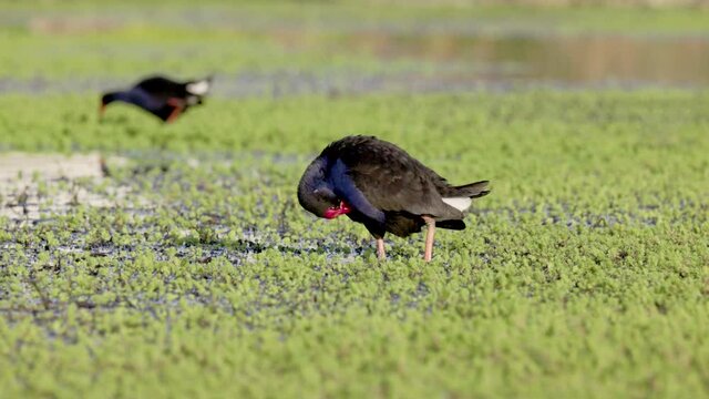 a slow motion clip of a purple swamphen preening its feathers at a wetland on the central coast of nsw, australia